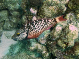 Stoplight Parrotfish IMG 5545